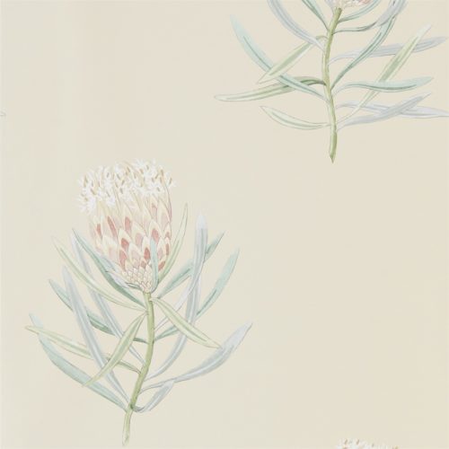 Protea Flower 216329